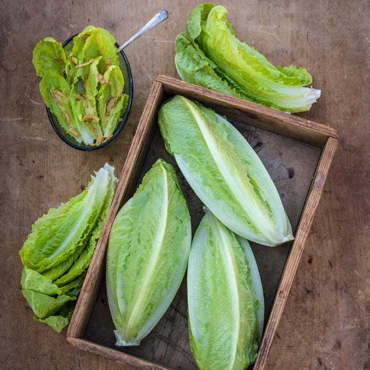 Several heads of Parris Island Cos Lettuce and a bowl of salad on a wood board.