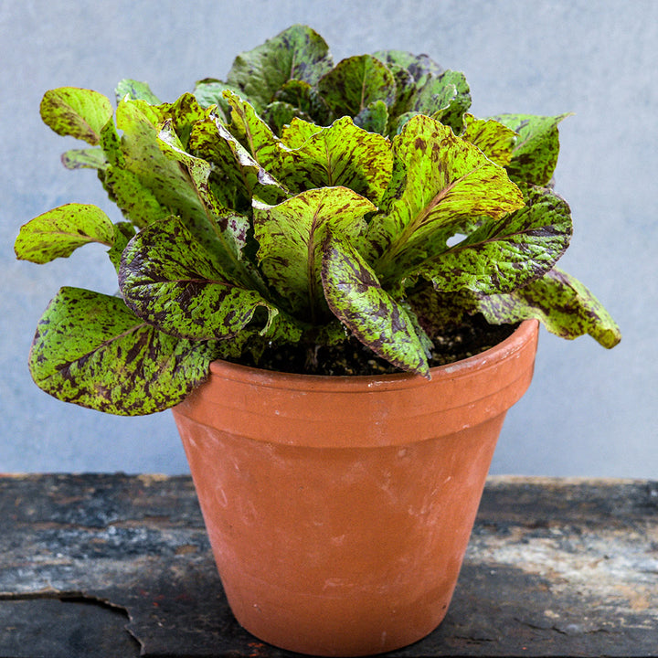 Spotted Aleppo Syrian Lettuce growing in a terra cotta pot.