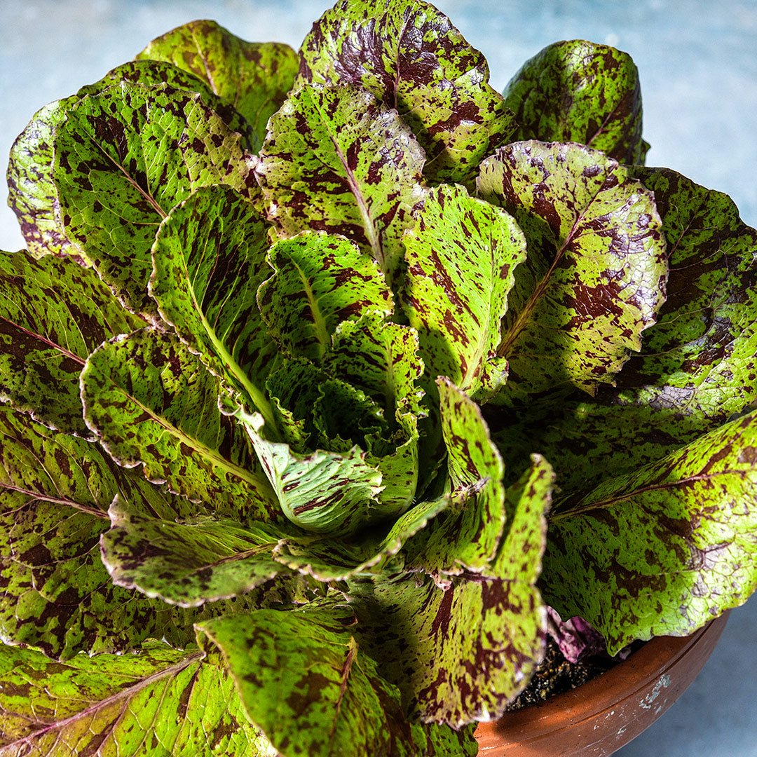 An overhead view of a head of Spotted Aleppo Syrian Lettuce on a light blue background.