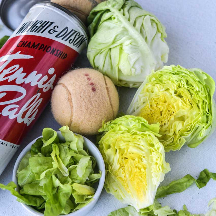 Tennis Ball Lettuce heads with tennis balls on a white background.