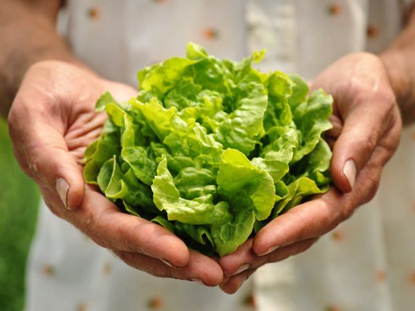 Lettuce Seeds, Tom Thumb