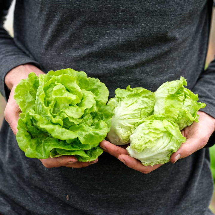 Tom Thumb Lettuce heads held in the hand of a gardener.
