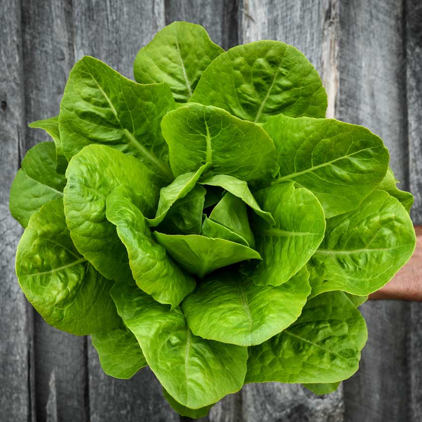 YEDIKULE Lettuce head on a wooden background.