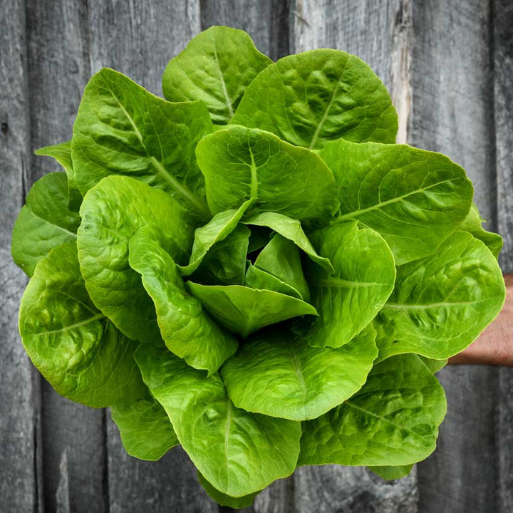 YEDIKULE Lettuce head on a wooden background.