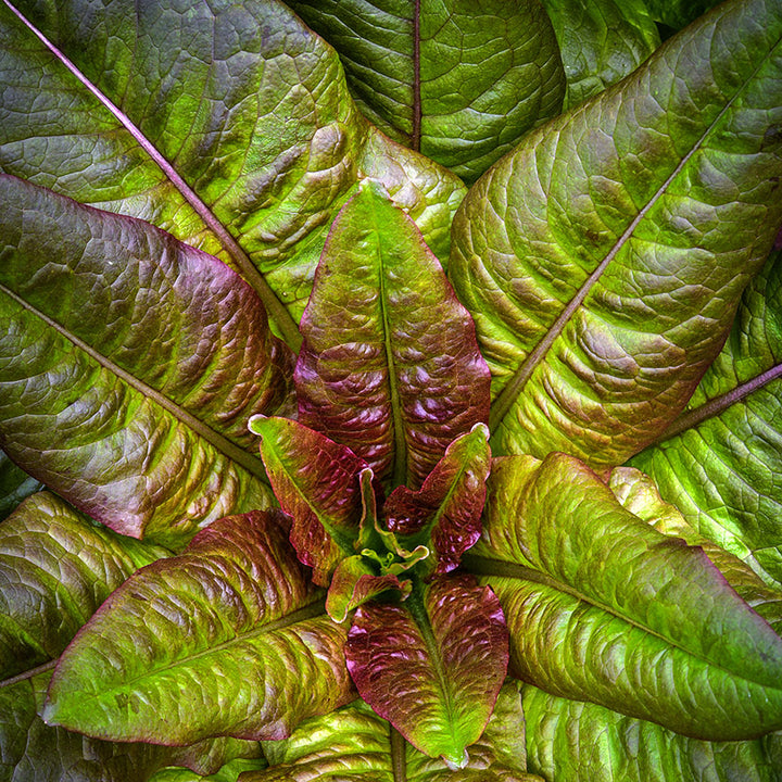 A close-up of a head of Devil's Ear Lettuce growing in a greenhouse at Baker Creek.