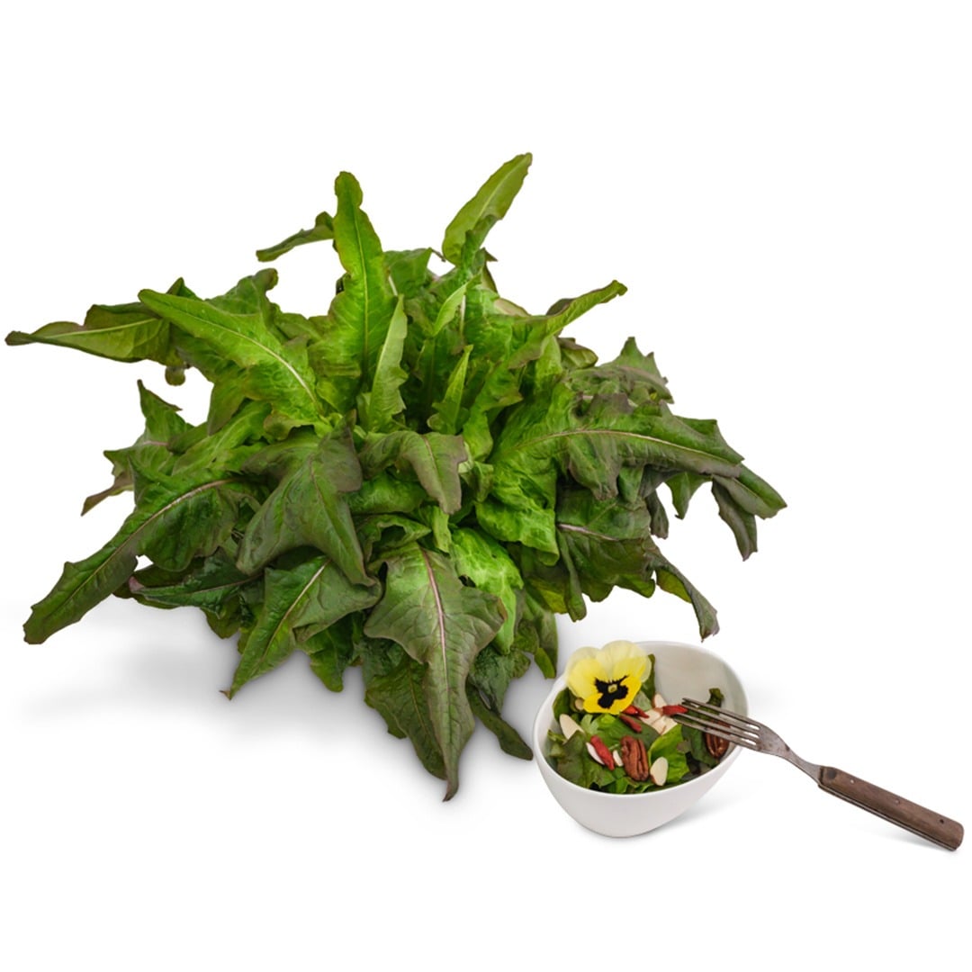 Bronze Beauty Lettuce with small salad on a white background.