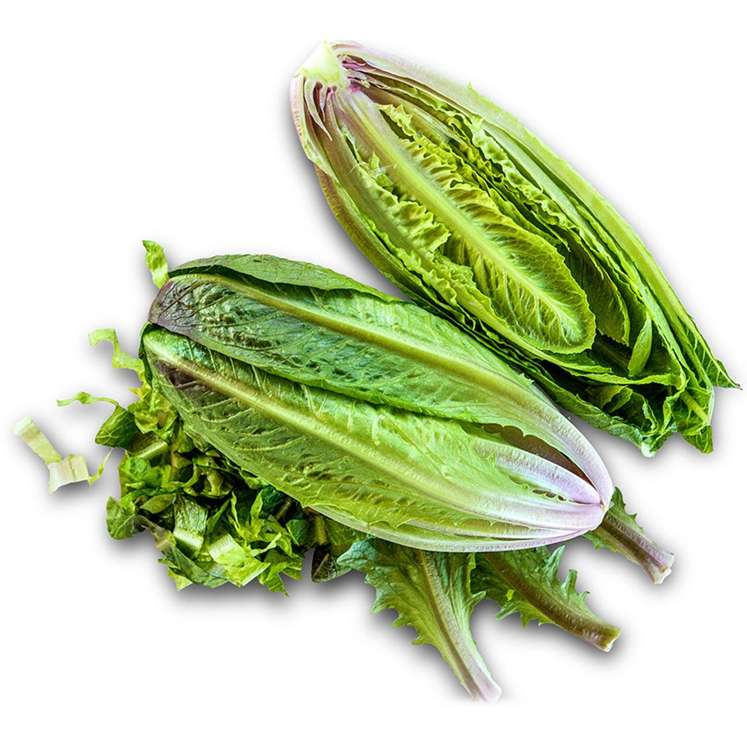 One halved and one whole head each of Brown Goldring Lettuce with chopped leaves on a white background.