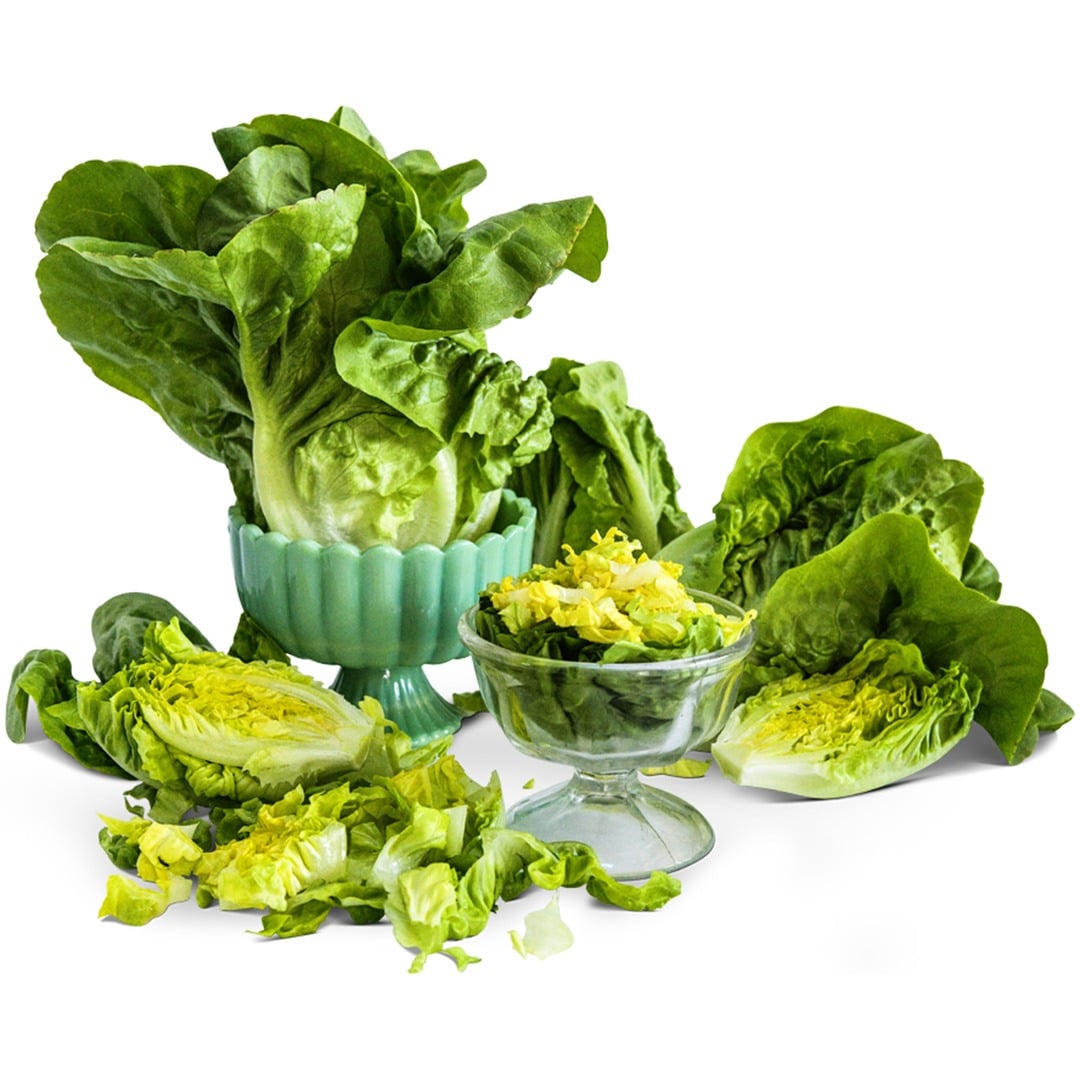 Several Buttercrunch heads with a glass vase of chopped leaves on a white background.