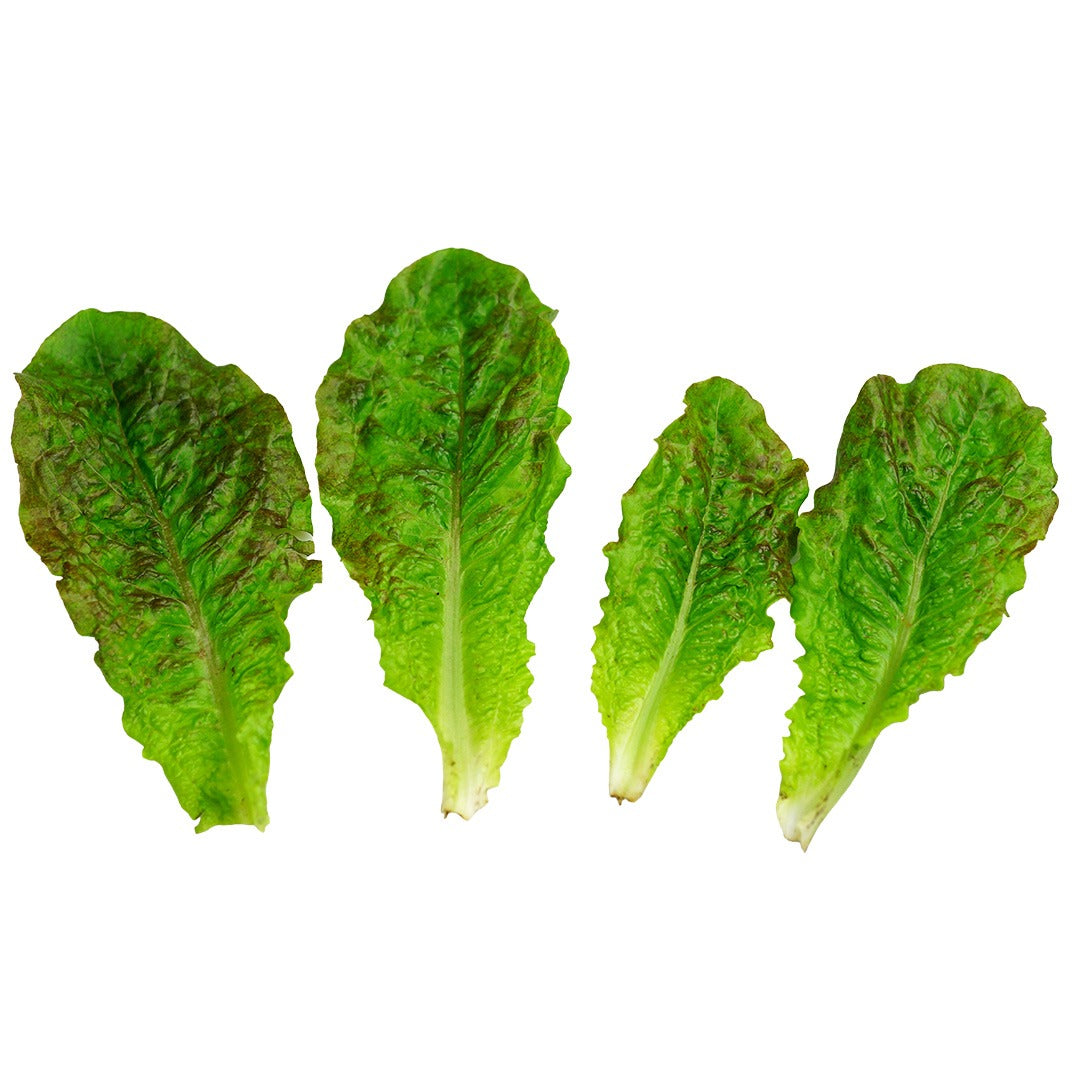 Four Chadwick's Rodan Lettuce leaves on a white background.