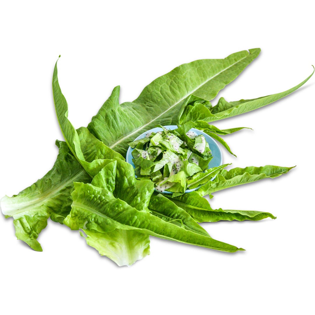 Chinese Narrow Leaf Lettuce with chopped lettuce in a bowl on a white background.