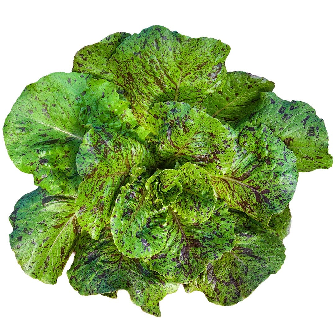 Head of De Russie Lettuce on a white background.