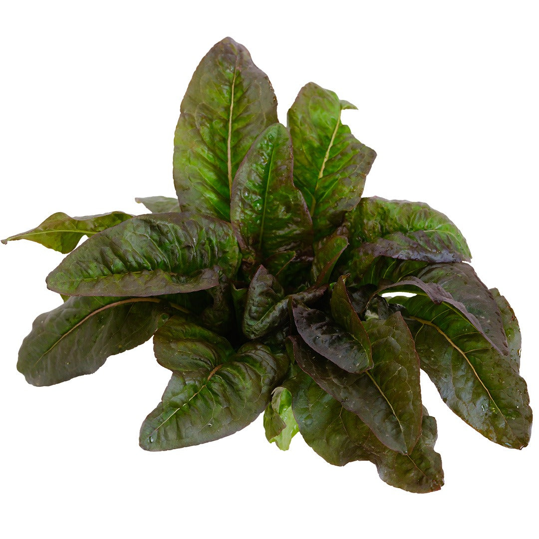 Head of Devil's Ear Lettuce on a white background.