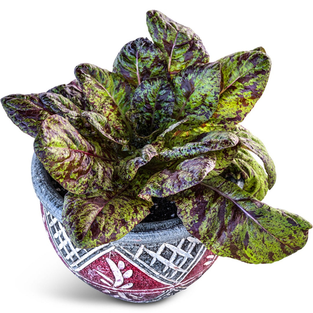Flashy Butter Gem Lettuce in decorated red bowl on a white background.