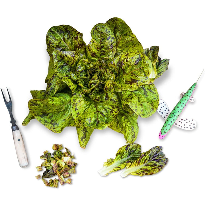 Forellenschluss Lettuce with a wooden fish decoration on a white background.