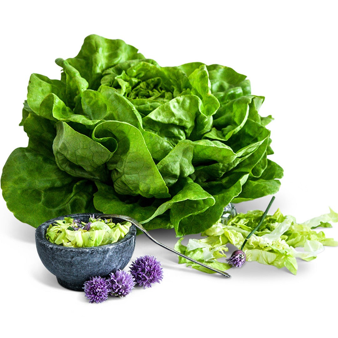 Head of Gustav's Salad Lettuce on a white background.