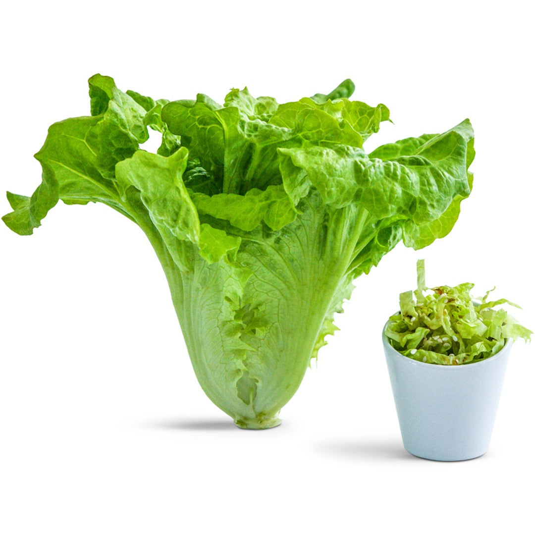 Hao Shan Lettuce with a bowl of cut lettuce on a white background.