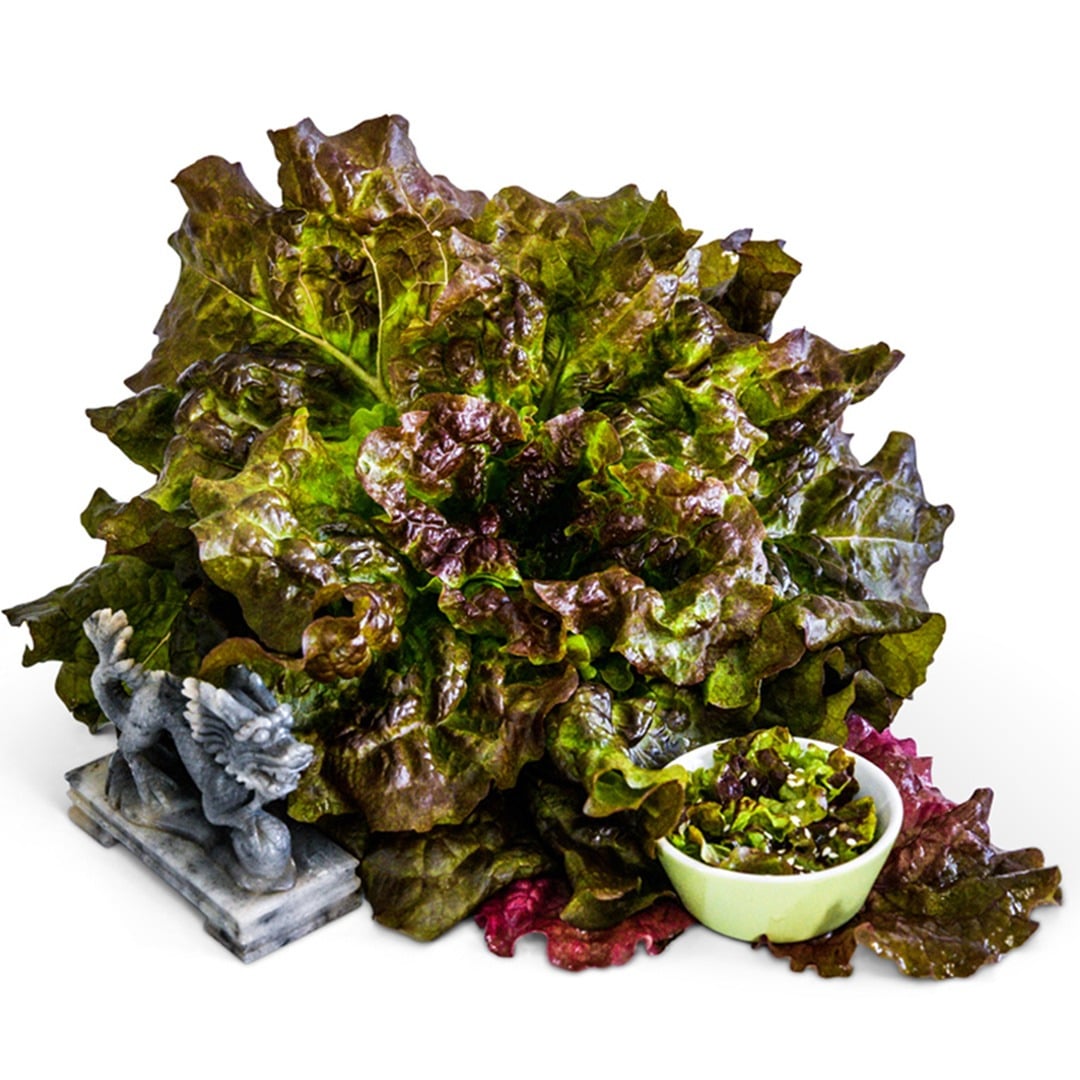A full head of Hao Shan Red Lettuce with a bowl of salad and Chinese dragon on a white background.