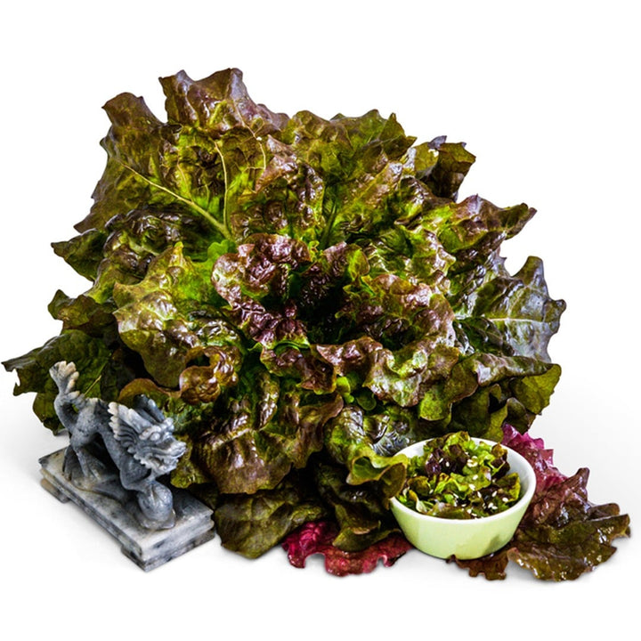 A full head of Hao Shan Red Lettuce with a bowl of salad and Chinese dragon on a white background.