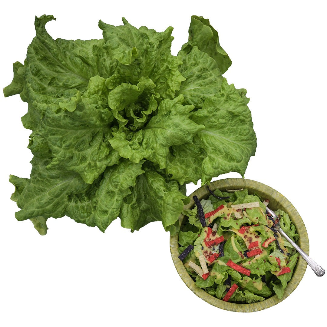 Head of Henderson's Black Seeded Simpson Lettuce and a bowl of salad on a white background.