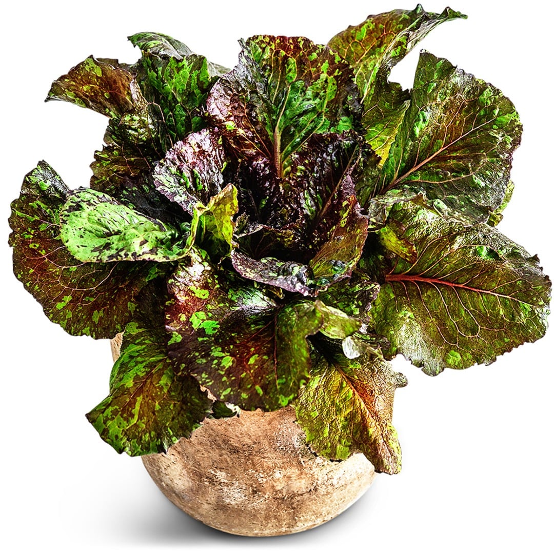 Lava Lamp Red Romaine in vintage dish on a white background.