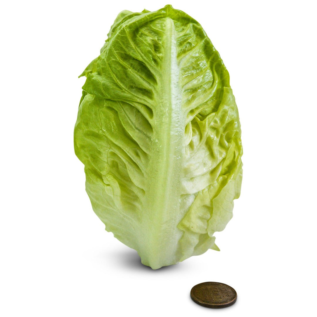 Single head of Little Gem Lettuce with a coin to show size on a white background.