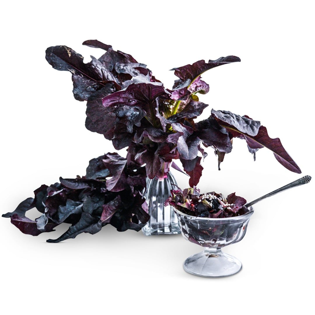 Lunix Lettuce in a glass vase on a white background.