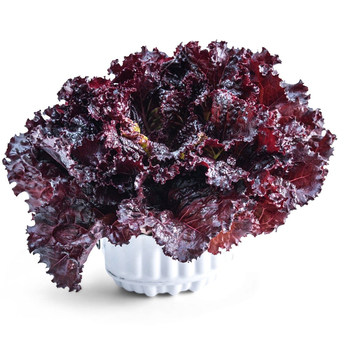 Merlot Lettuce in a white dish on a white background.