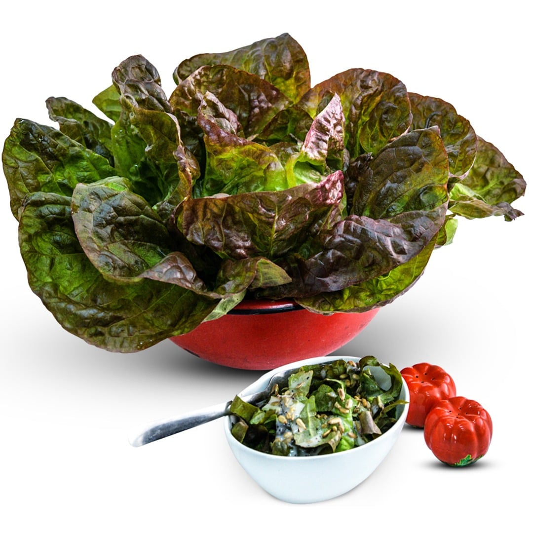 Merveille des Quatre Saisons Lettuce in a red bowl on a white background.