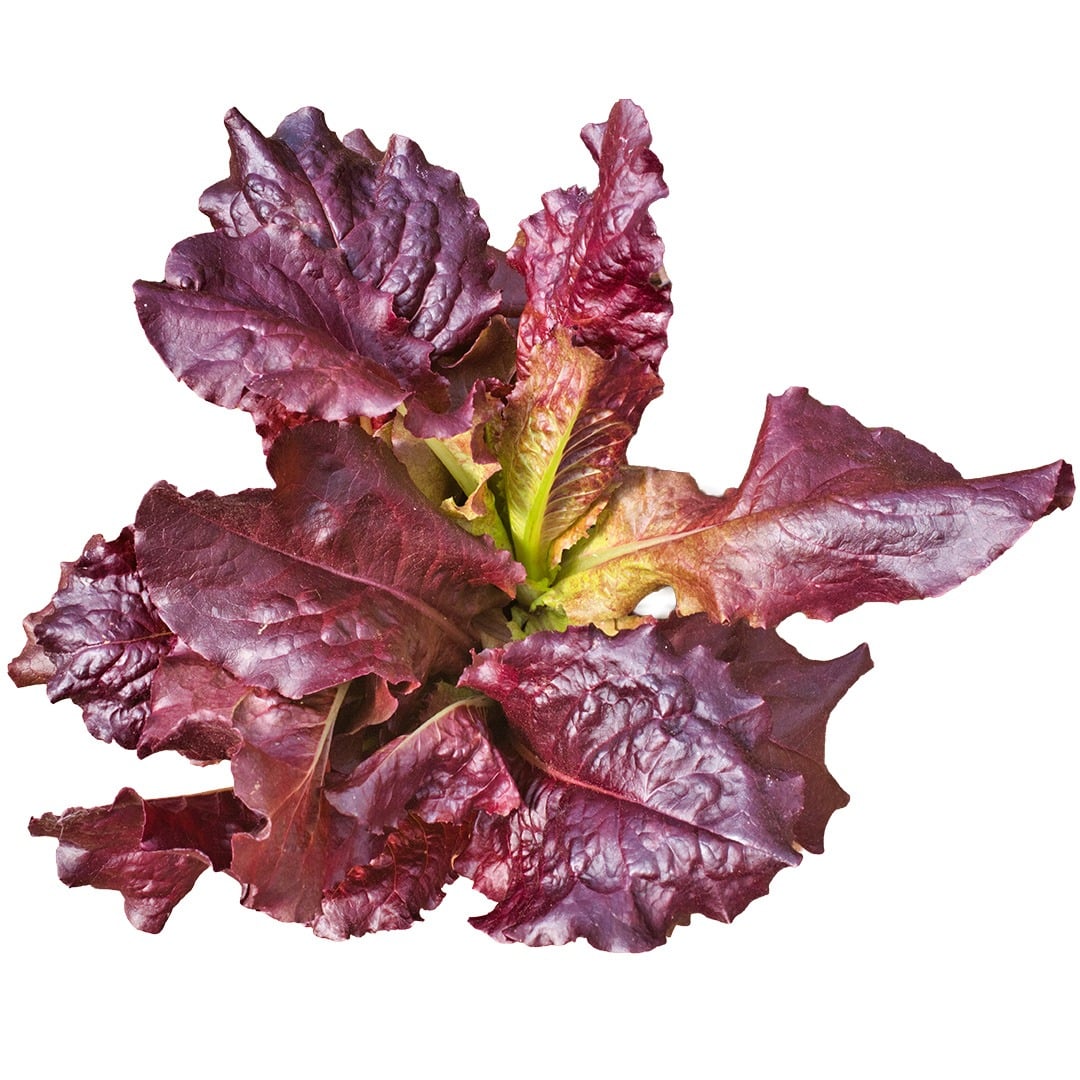 Head of Outredgeous Lettuce on a white background.