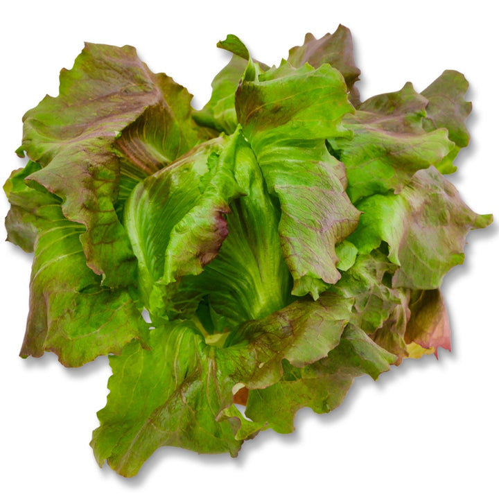 Close up of Pablo Lettuce on a white background.