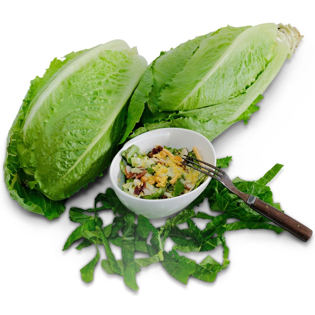 Pair of Parris Island Cos Lettuce with chopped lettuce in a bowl on a white background.