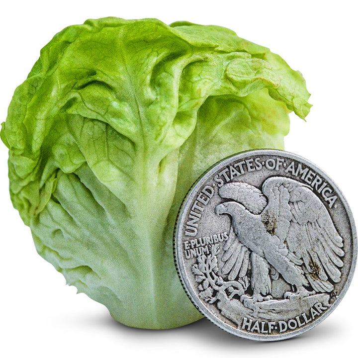 Lettuce Seeds, Tom Thumb