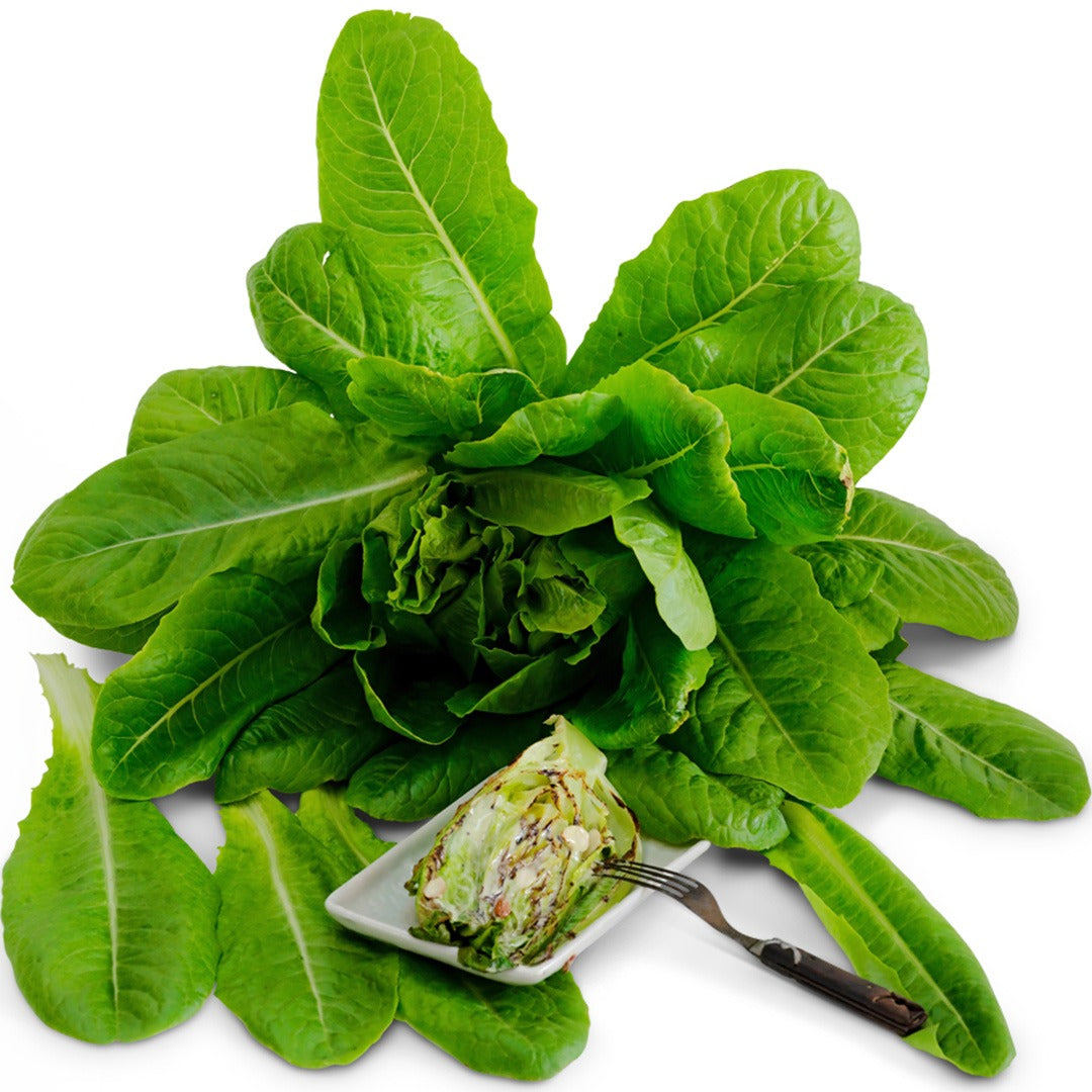 Yedikule Lettuce with roasted lettuce on a white background.
