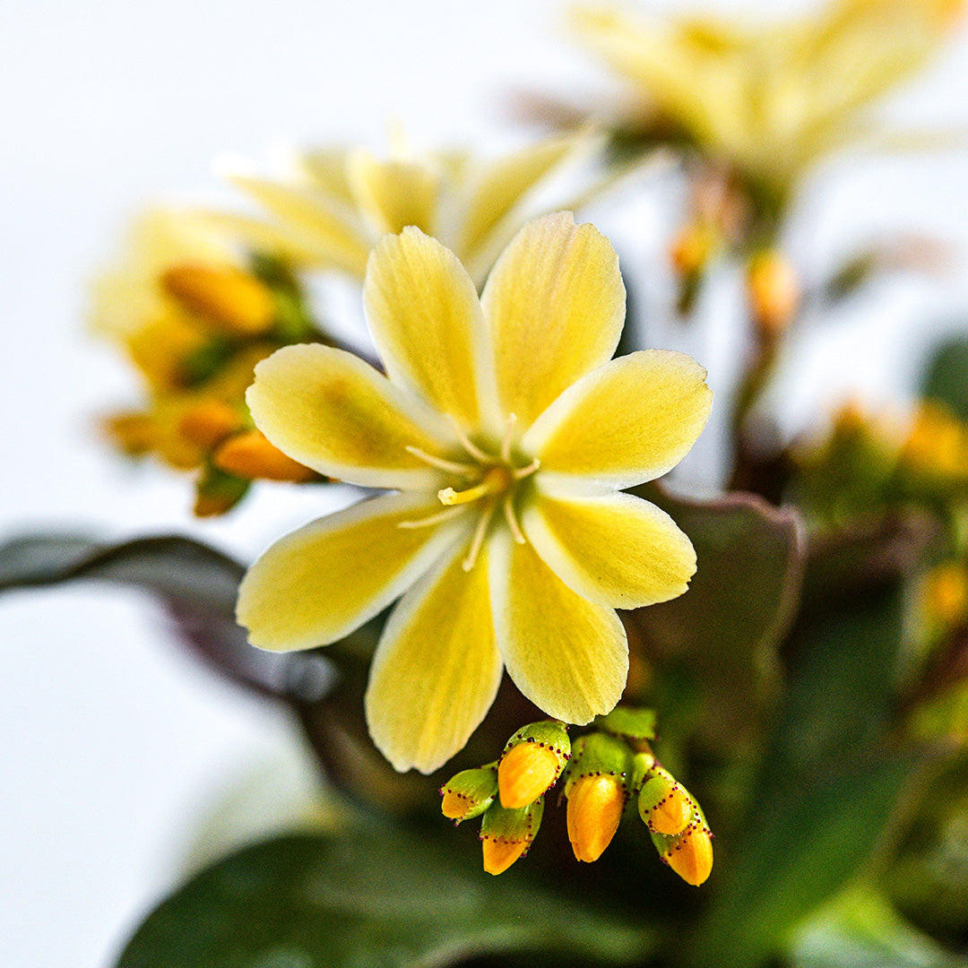 A close-up with a narrow depth of field of a Elise Golden Yellow Lewisia flower in a pot with flowers in the background.