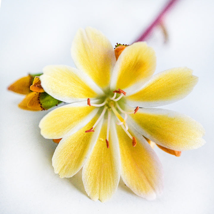A close-up micro view of a single Elise Golden Yellow Lewisia flower on a white background.
