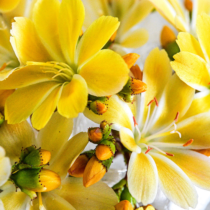 A close-up macro view of Elise Golden Yellow Lewisia flowers.