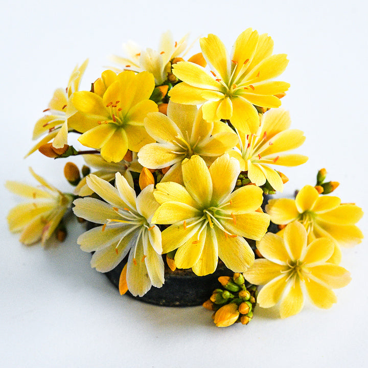 An arrangement of Elise Golden Yellow Lewisia flowers on a white background.