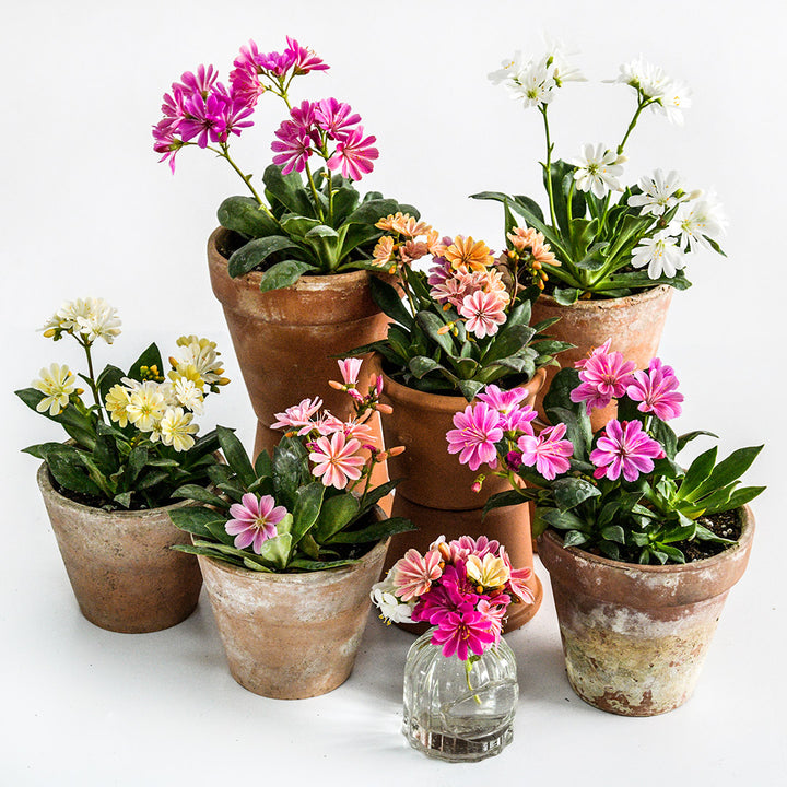 A half dozen pots full of Elise Mix Lewisia arranged on a white background.