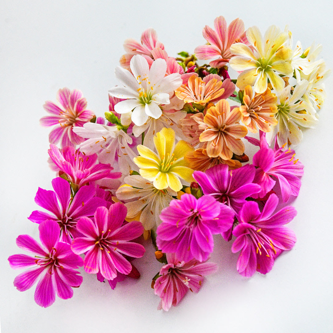 A close-up of Elise Mix Lewisia flowers on a white background.