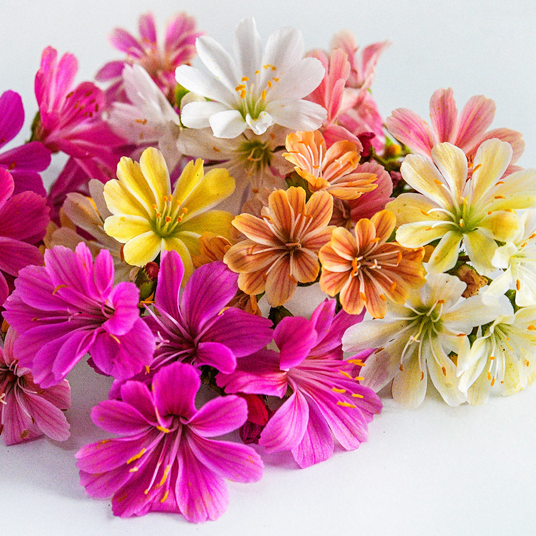 A close-up macro view of the varied colored flowers in the Elise Mix Lewisia.