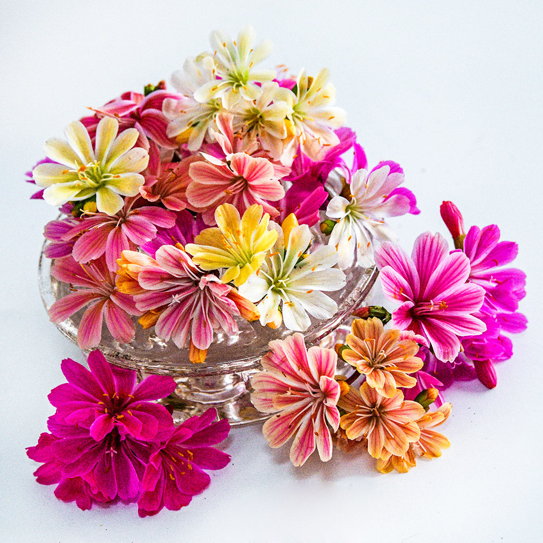 Elise Mix Lewisia flowers arranged on a white background.
