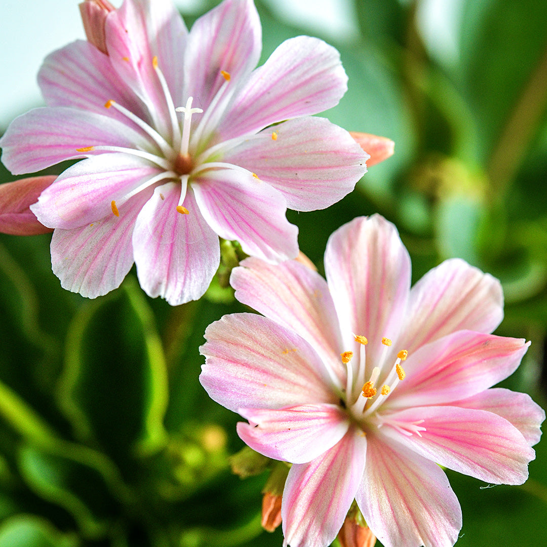 A close-up of a couple of Elise Rosy Pink Lewisia flowers blooming on the plant.