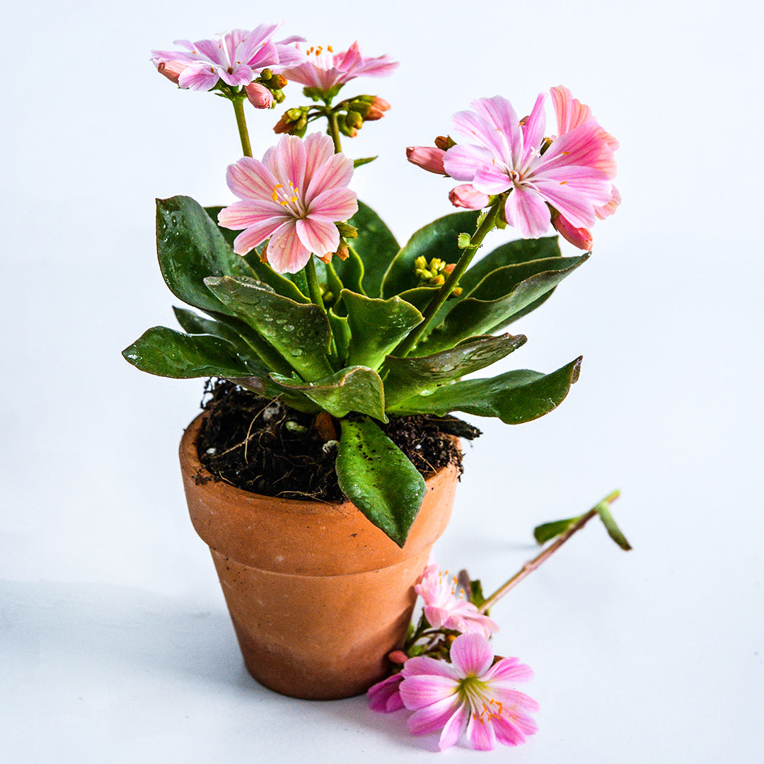 A single pot of blooming Elise Rosy Pink Lewisia on a white background.