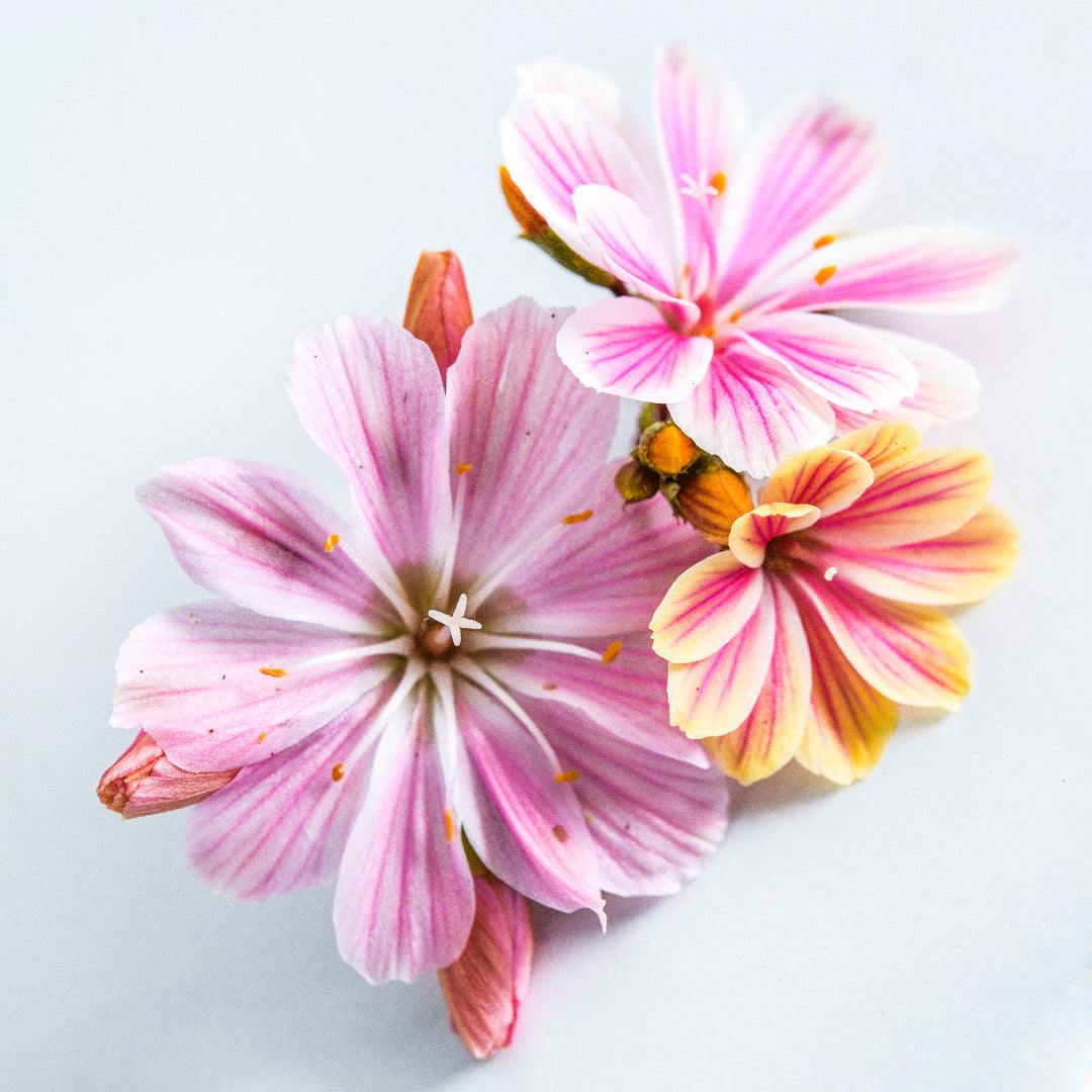 A close-up macro view of three Elise Rosy Pink Lewisia blooms on a white background.