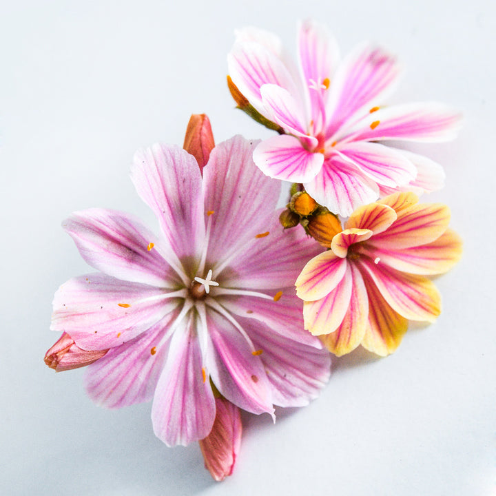 A close-up macro view of three Elise Rosy Pink Lewisia blooms on a white background.