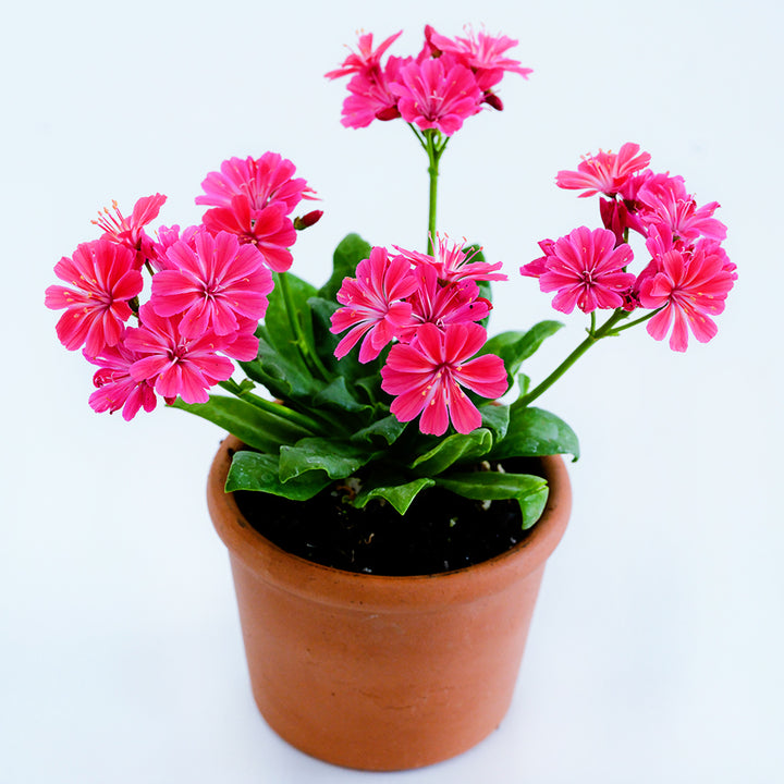 Elise Ruby Red Lewisia blooming profusely in a pot on a white background.