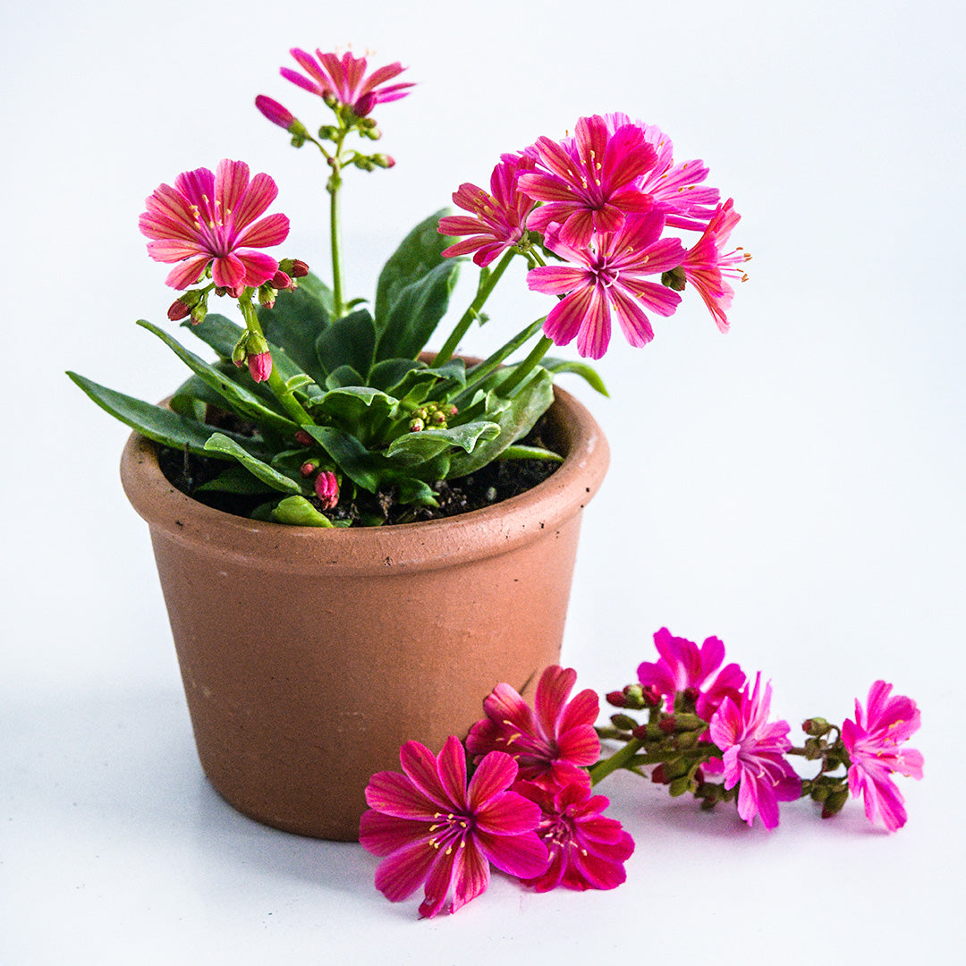 Elise Ruby Red Lewisia in a pot with flowers on a white background.