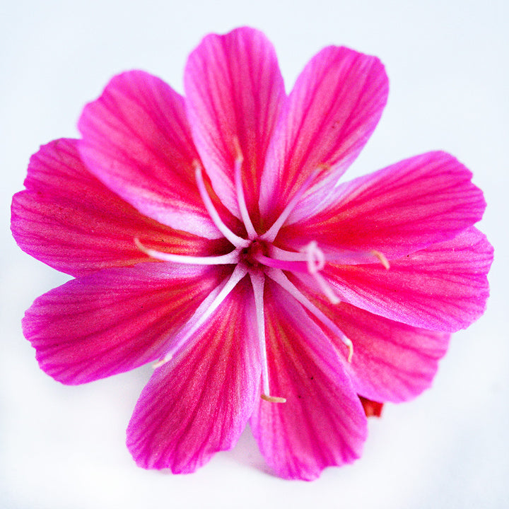 A single Elise Ruby Red Lewisia bloom resting on a white background.