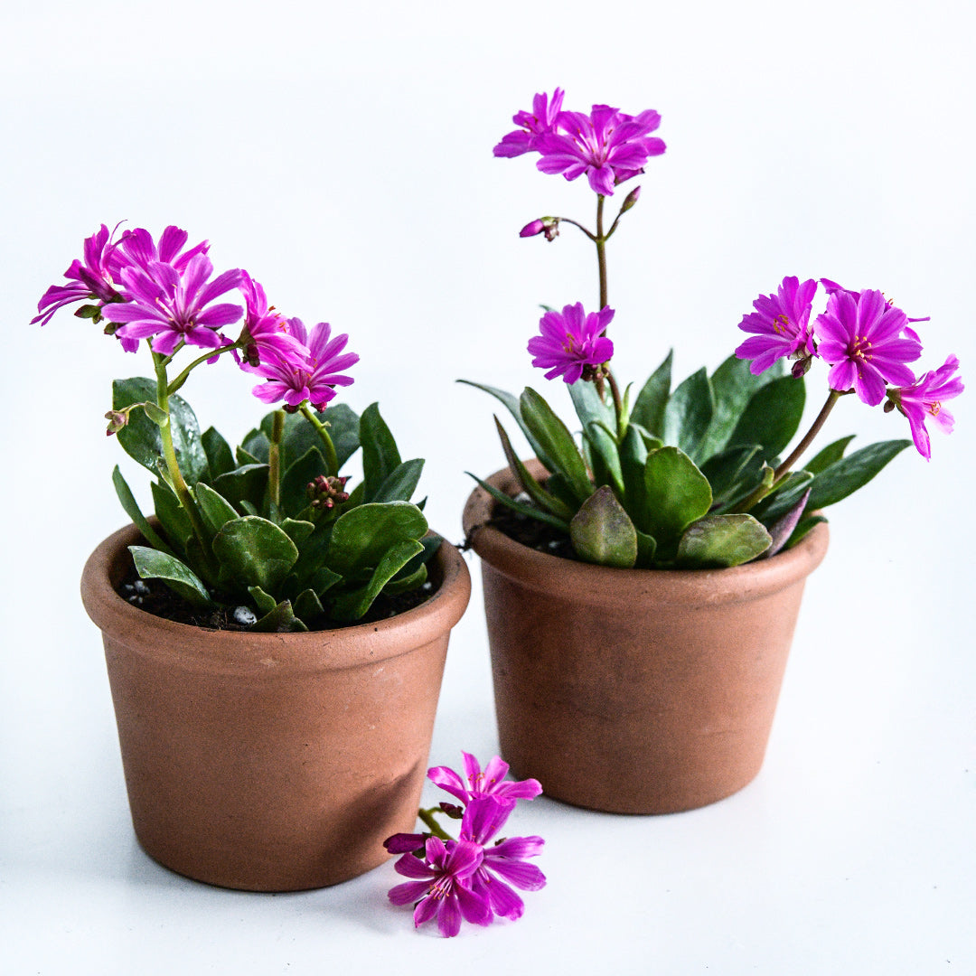 A pair of Elise Ultra Violet Lewisia plants in terra cotta pots on a white background.