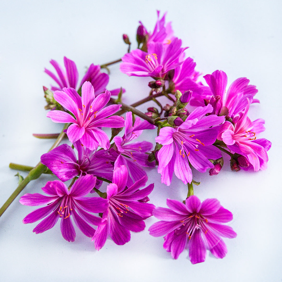 A handful of Elise Ultra Violet Lewisia blooms arranged on a white background.